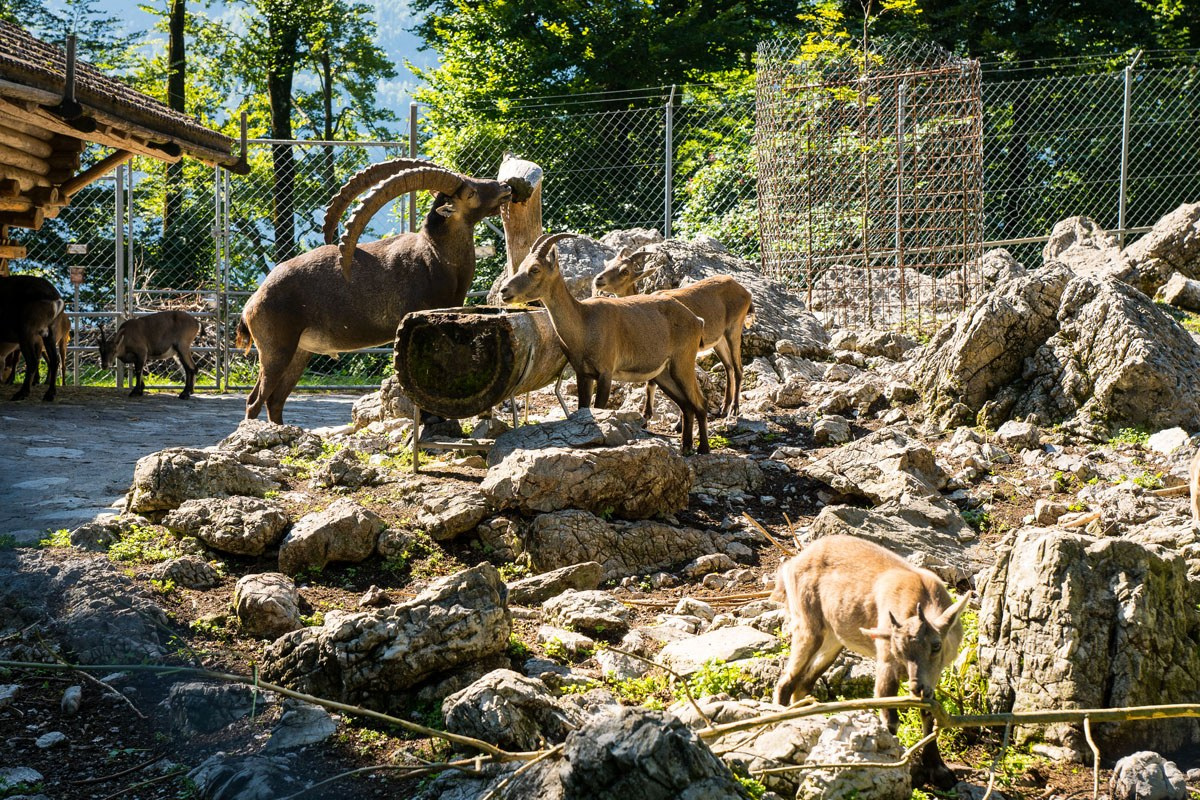 Brienz-Wildtierpark