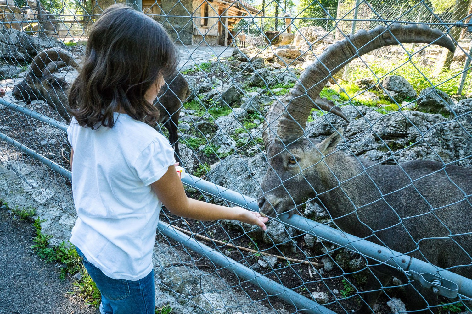Brienz-Wildtierpark