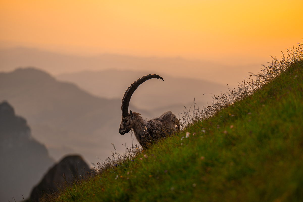 steinbock-brienzer-rothorn